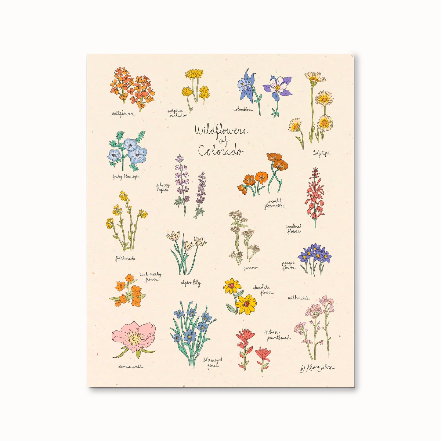 Wildflowers of Colorado Art Print