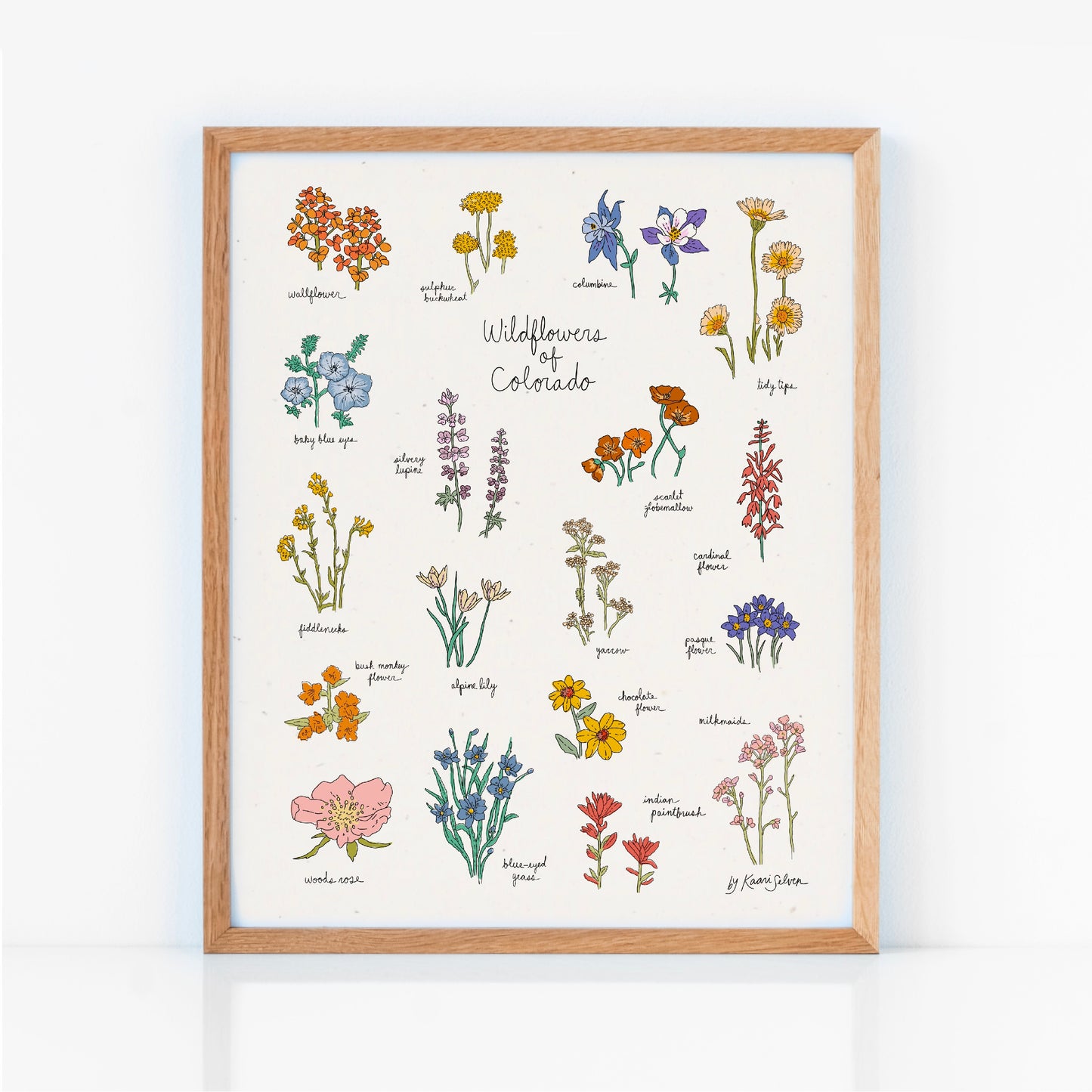 Wildflowers of Colorado Art Print