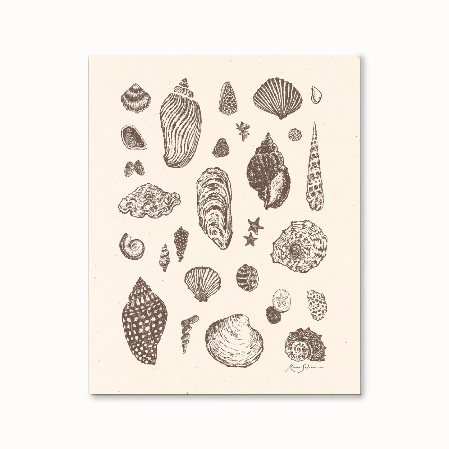 Seashell Sketches I Art Print