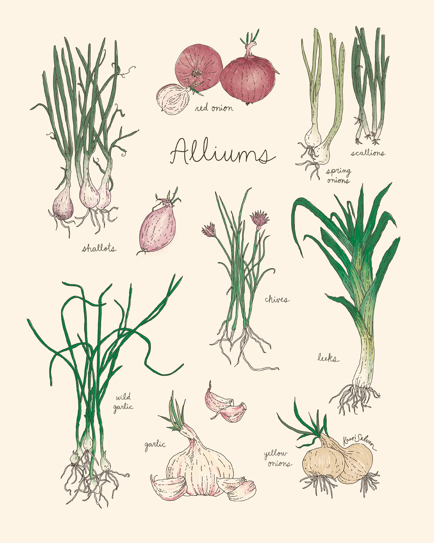 Alliums Art Print - Open Edition