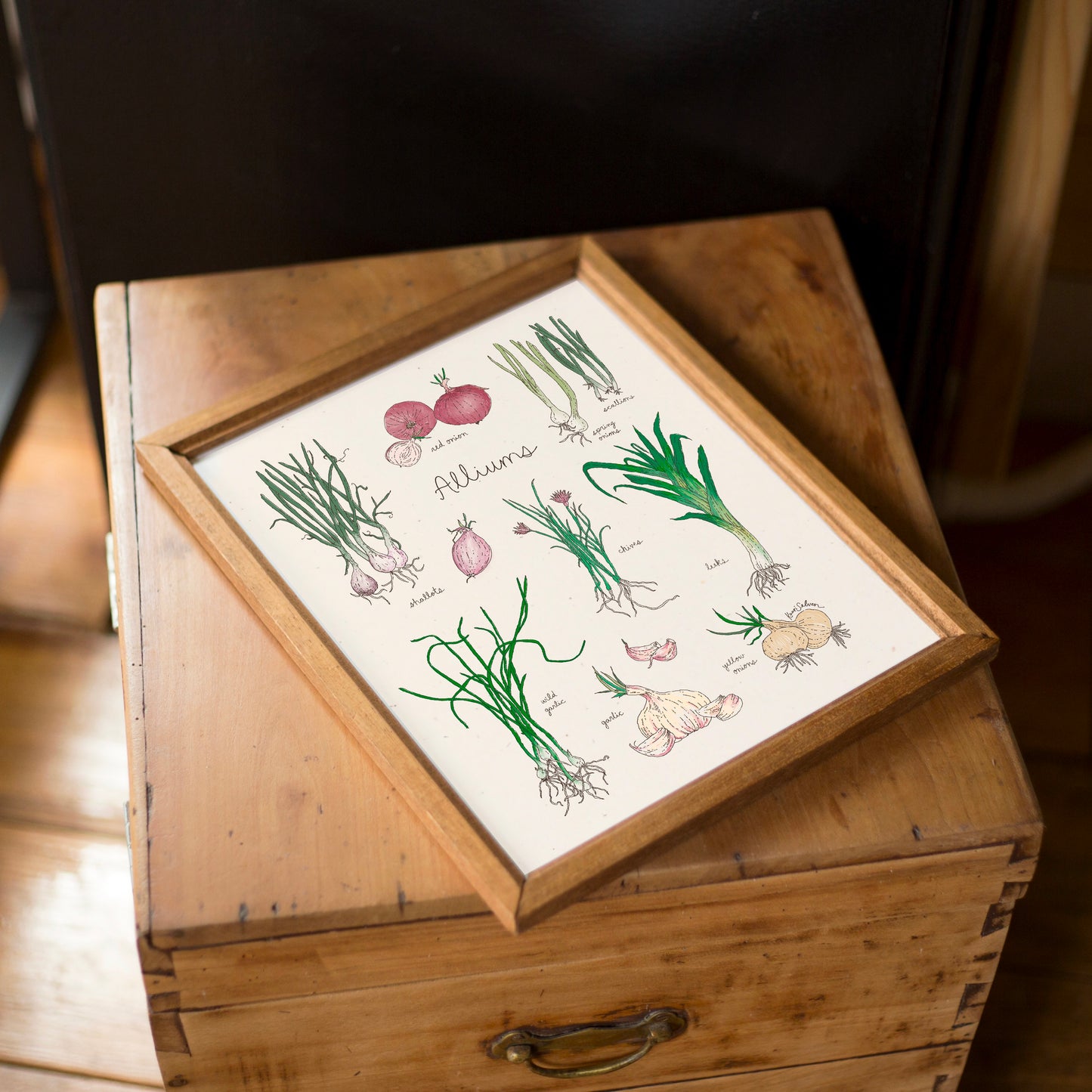 Alliums Art Print - Open Edition