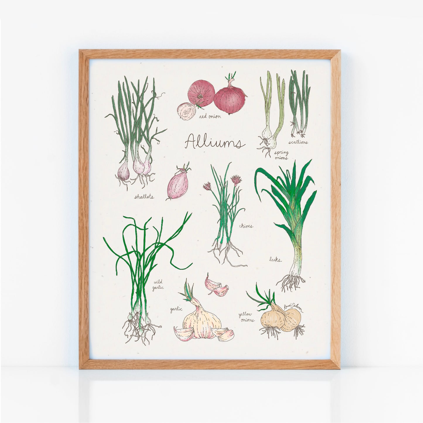 Alliums Art Print - Open Edition