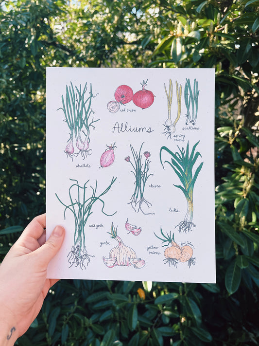 Alliums Art Print - Open Edition