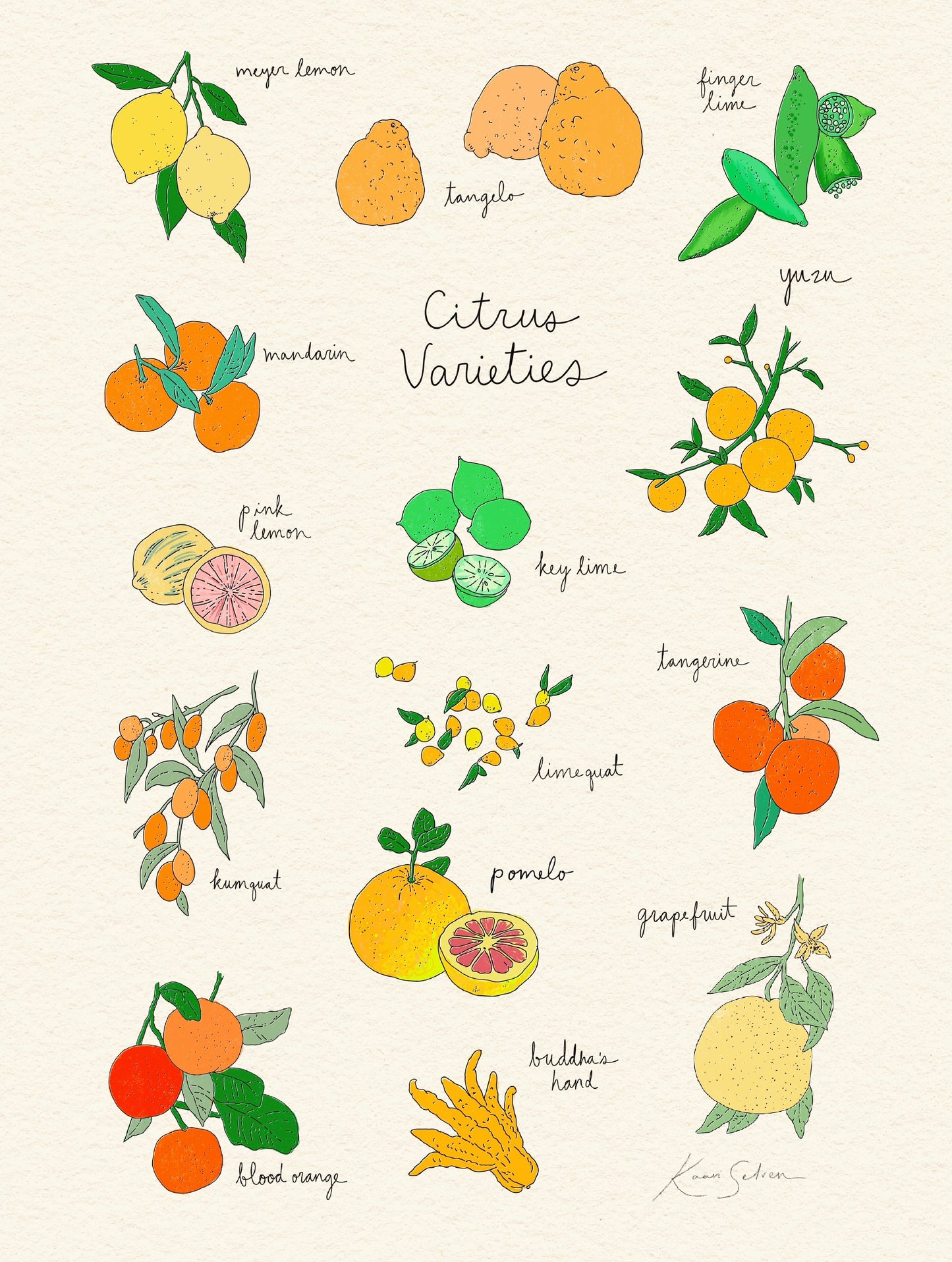 Citrus Varieties Heirloom Art Print
