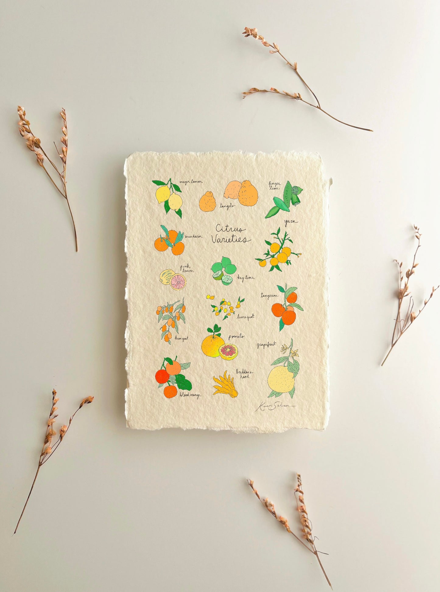 Citrus Varieties Heirloom Art Print