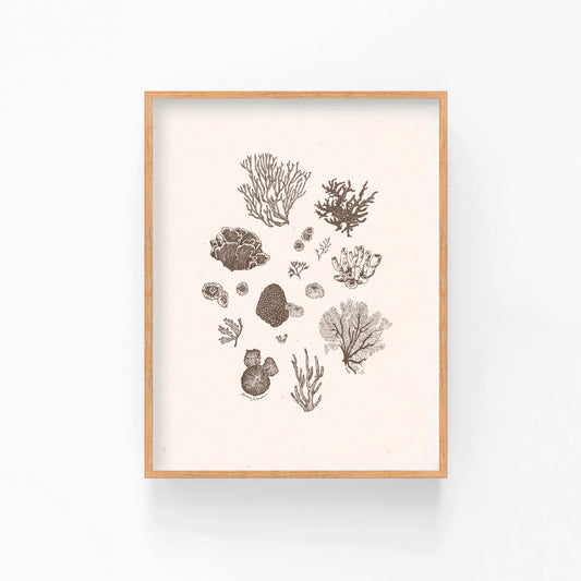 Coral Sketches II Art Print