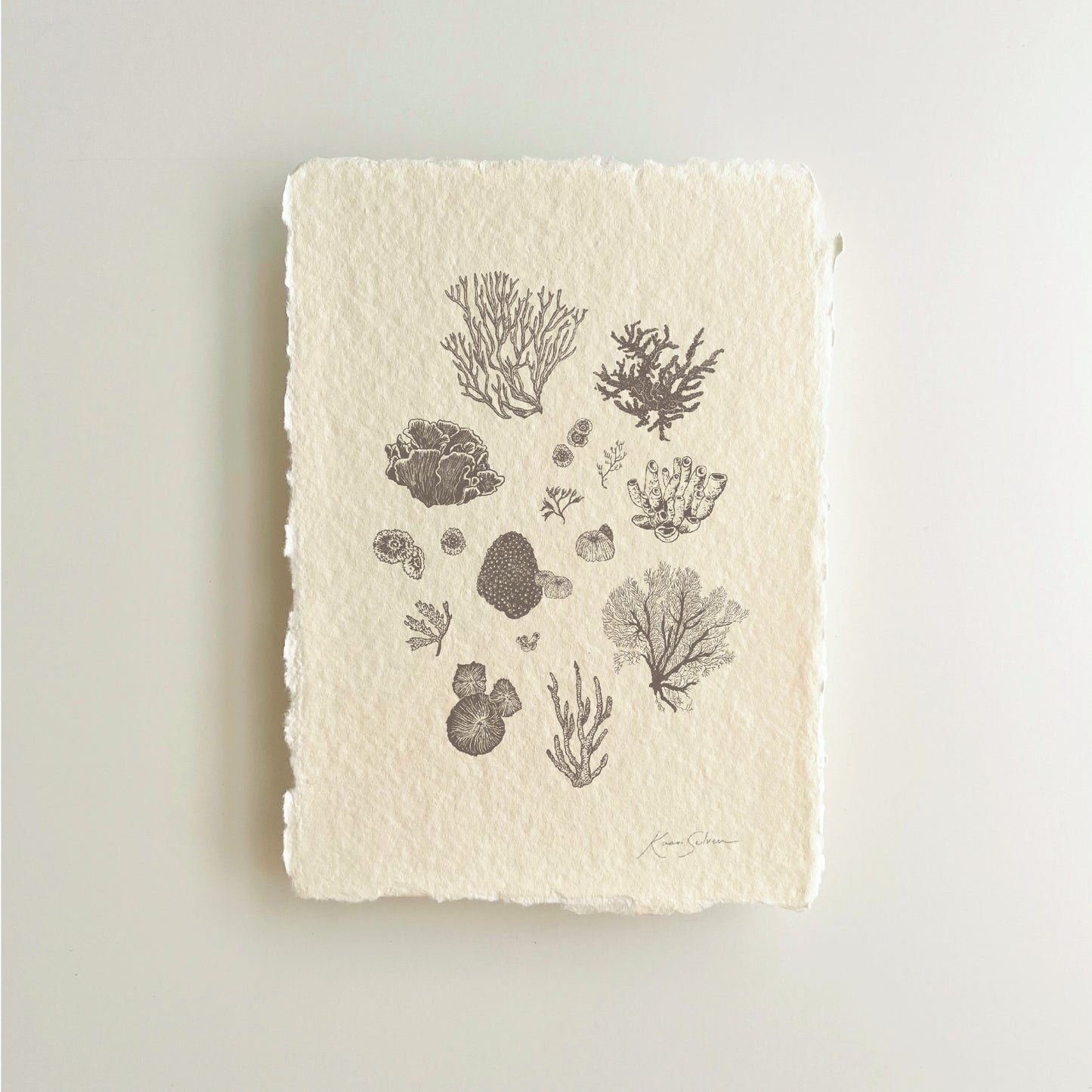 Coral Sketches II Heirloom Art Print