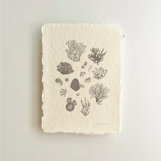Coral Sketches II Heirloom Art Print