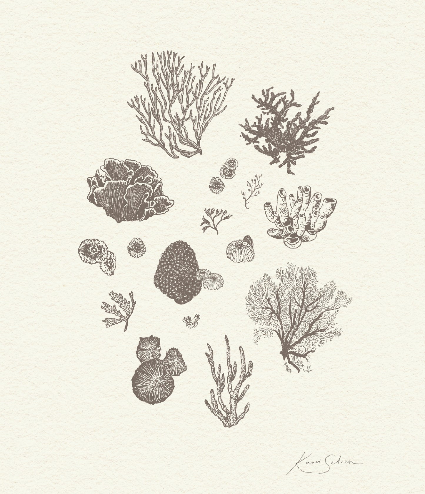 Coral Sketches II Heirloom Art Print
