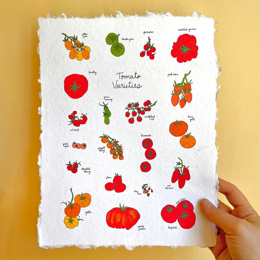 Tomato Varieties Heirloom Art Print