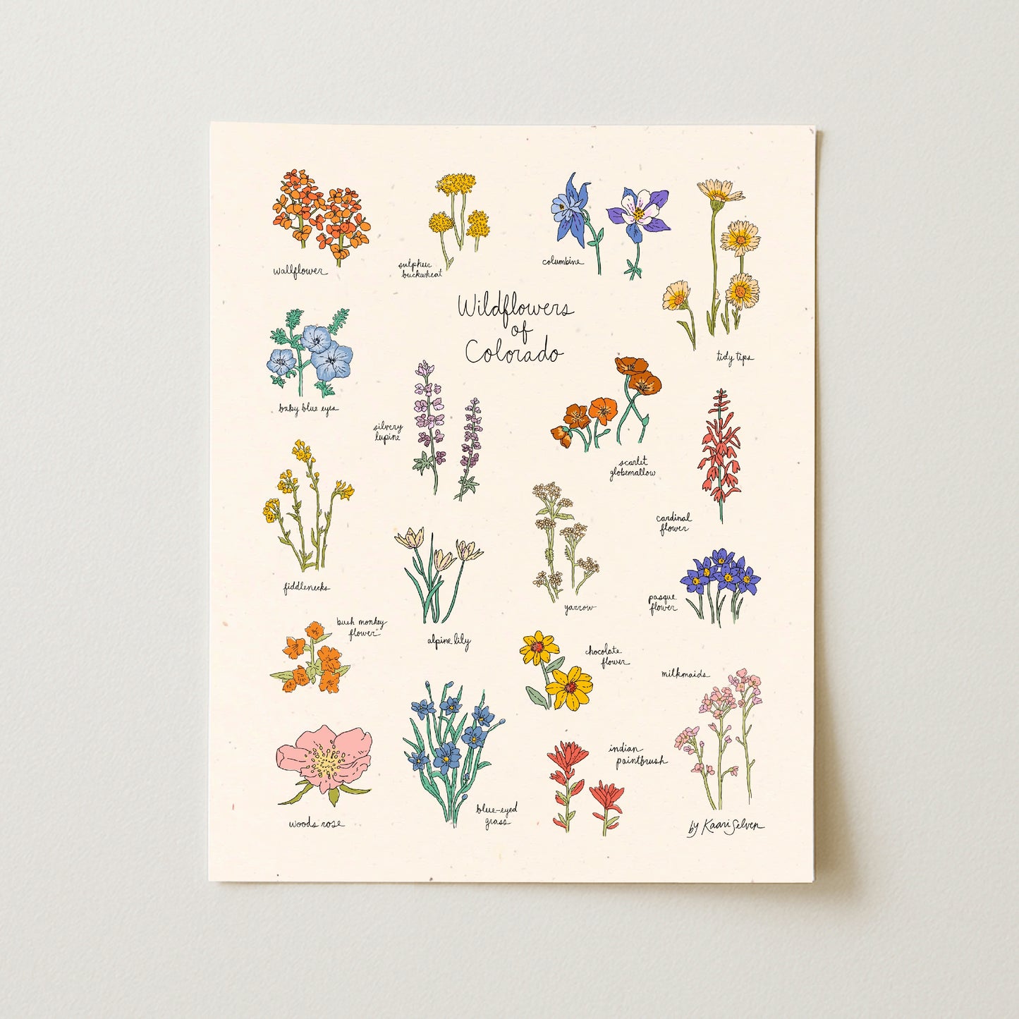 Wildflowers of Colorado Art Print