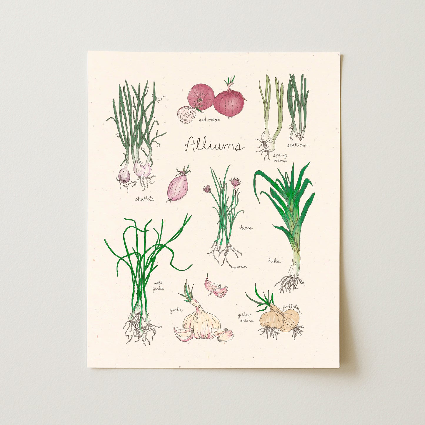 Alliums Art Print - Open Edition