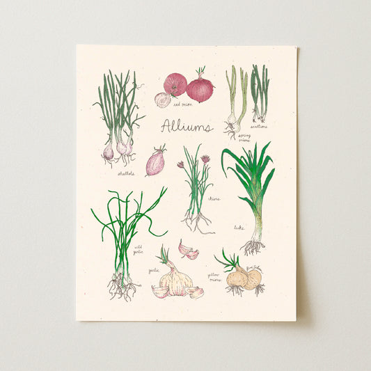 Alliums Art Print - Open Edition