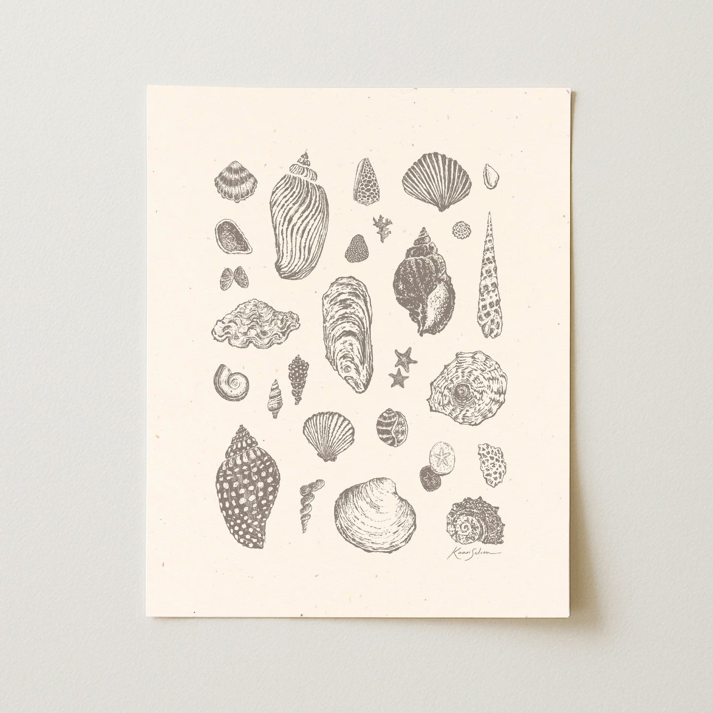 Seashells II Art Print