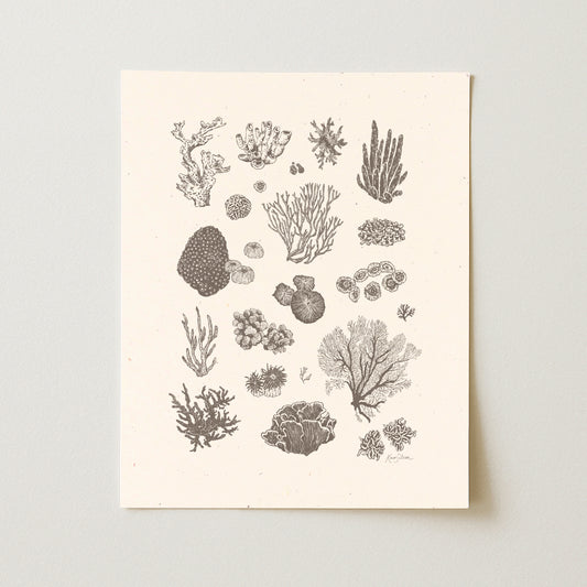 Coral II Art Print