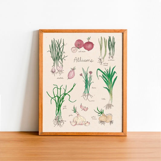 Alliums Art Print - Open Edition