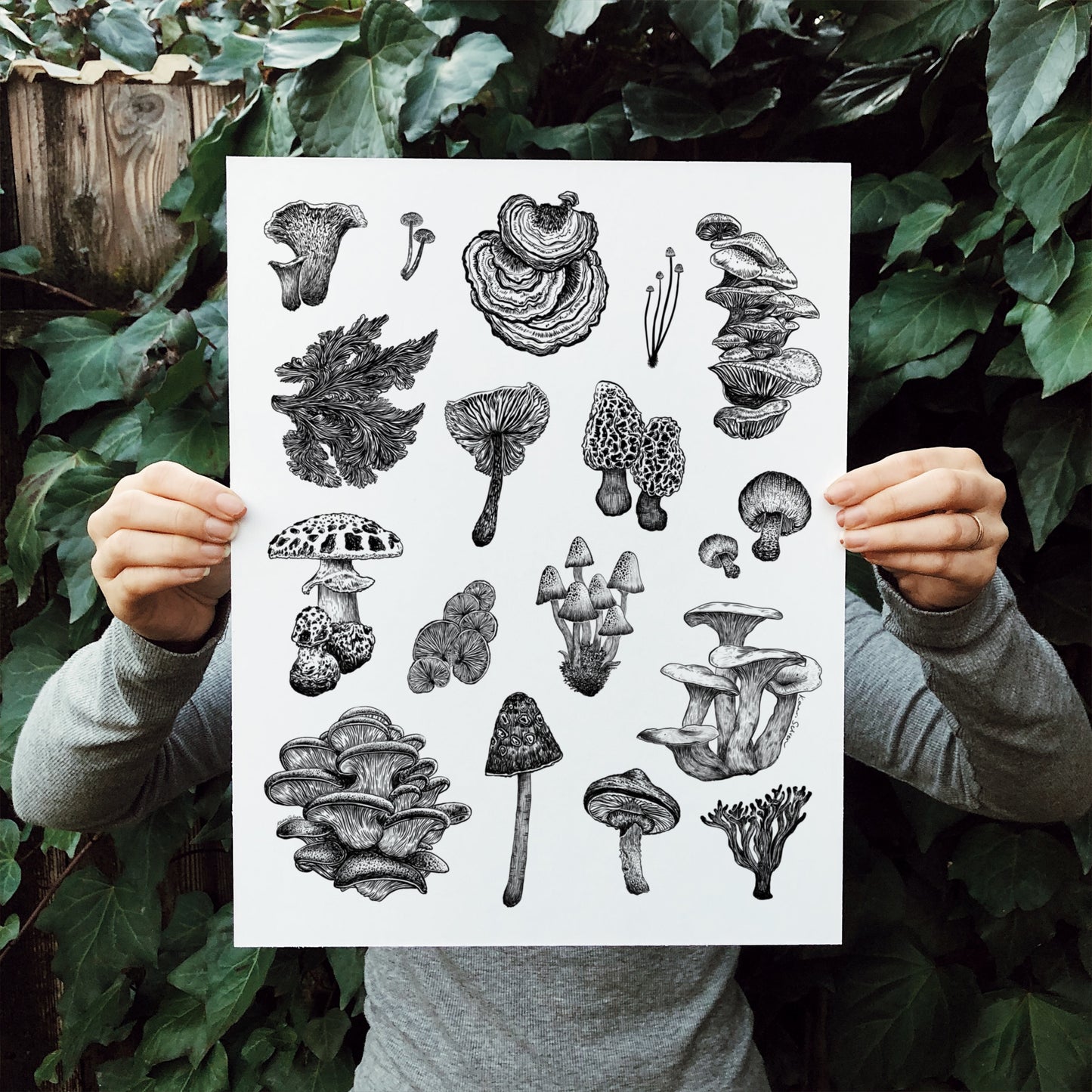 Mushroom Varieties Art Print