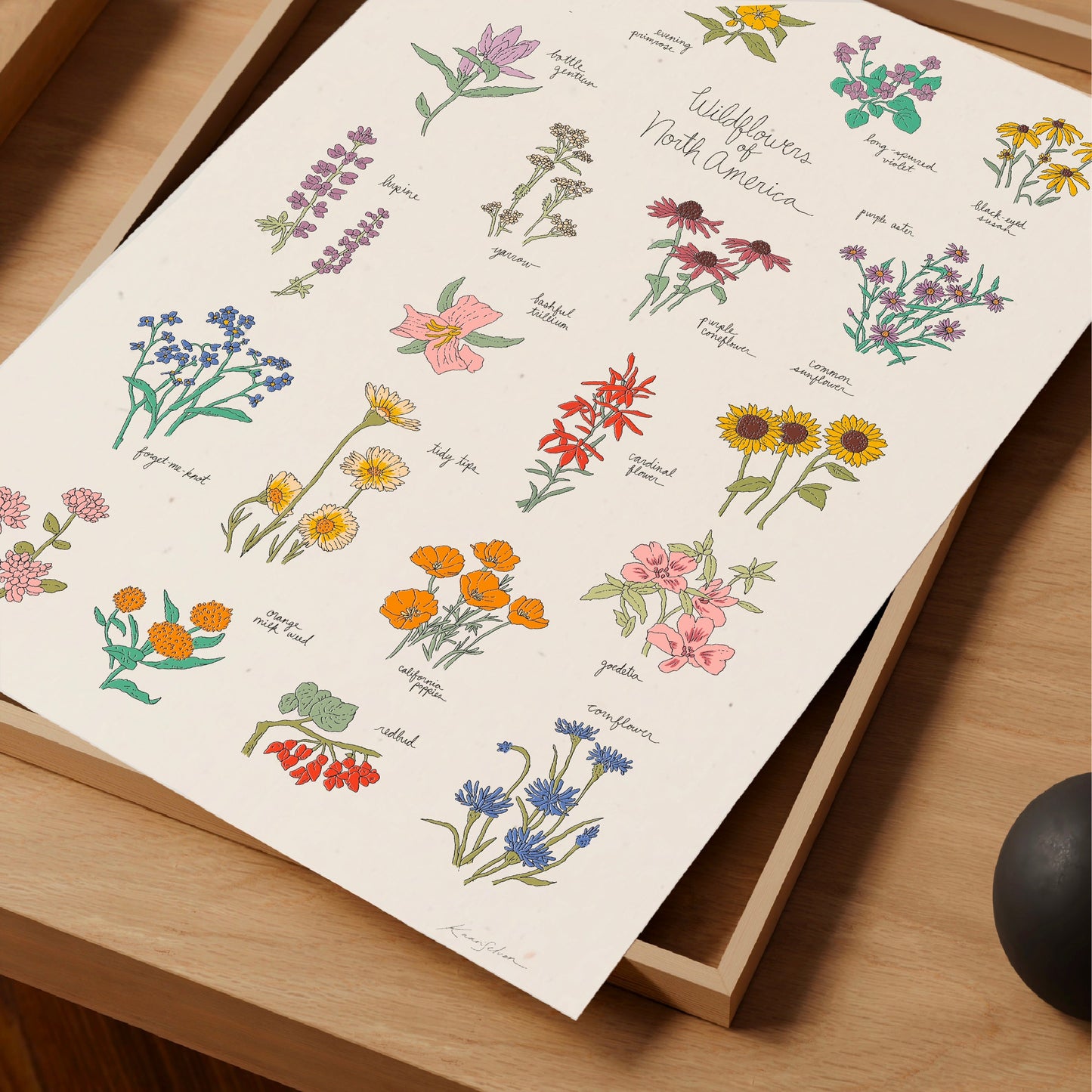 Wildflowers of North America Art Print