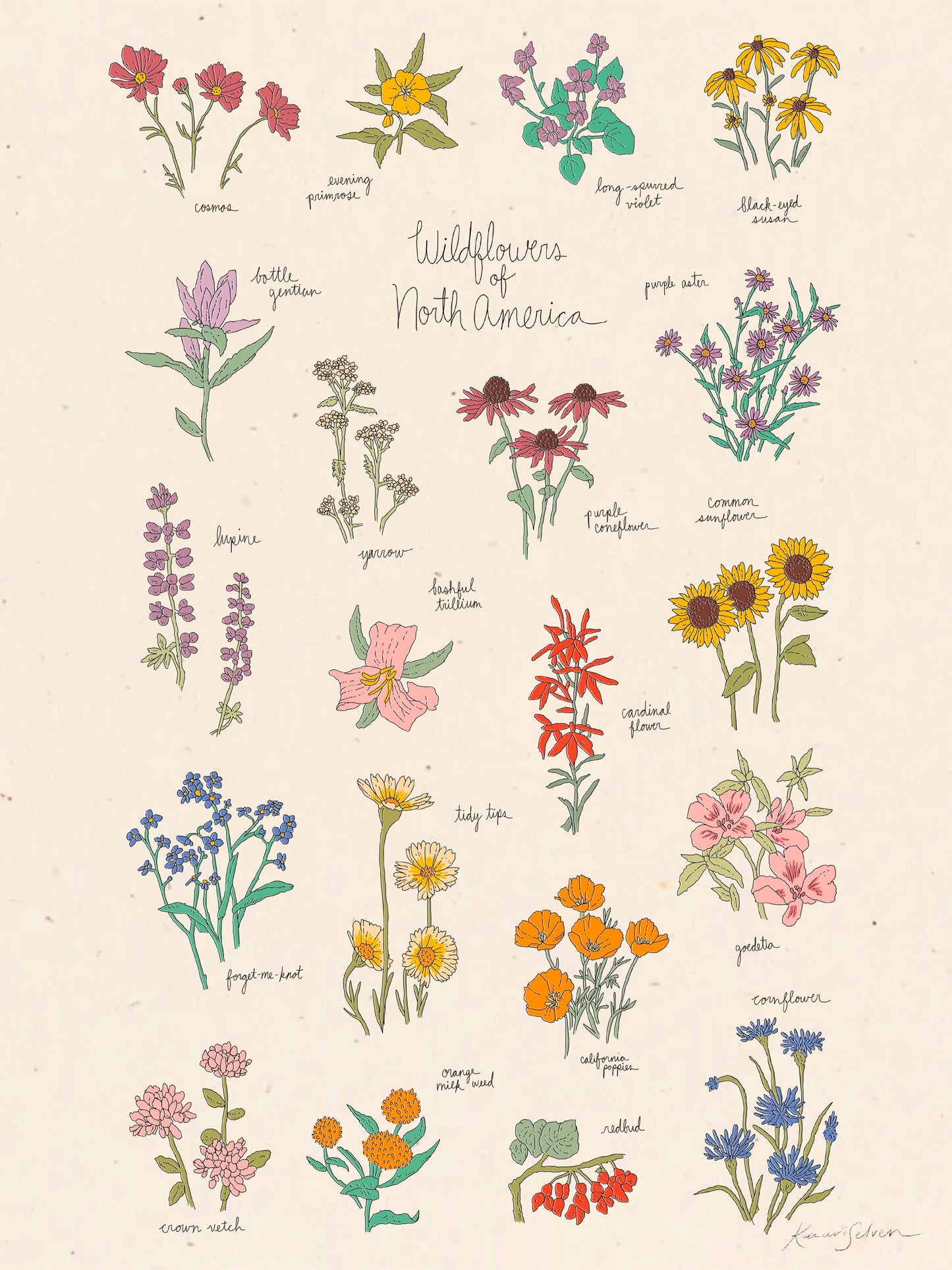 Wildflowers of North America Art Print